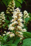 horse chestnut herb